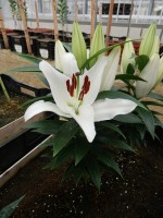 [4261 Sunny Bahamas No01.JPG]